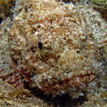 stonefish2_edited-1