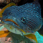 toadfish_edited-1