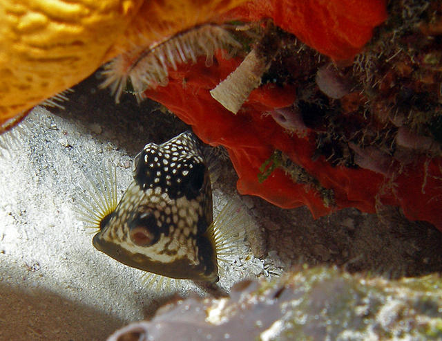 trunkfish_edited-1