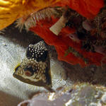 trunkfish_edited-1