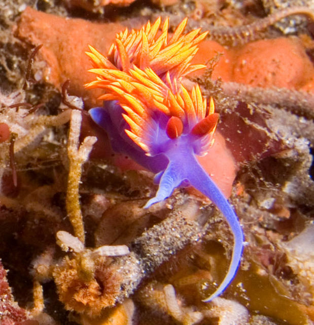 P8160603-Nudi