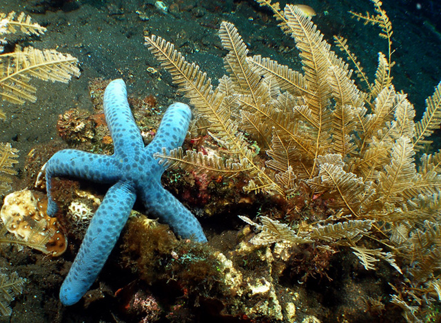 1seastarSM_edited-1