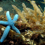 1seastarSM_edited-1