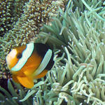 anemonefishSM