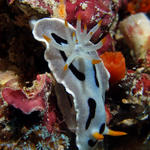 nudi1SM