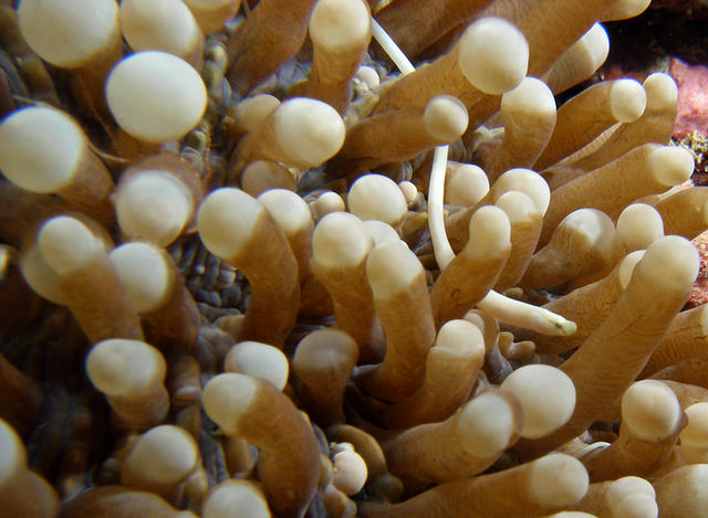 Mushroom Coral Pipefish