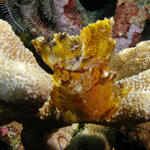 leafscorpionfishsm1