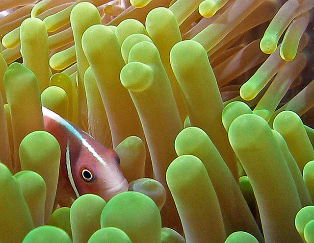 anemonefish1SM