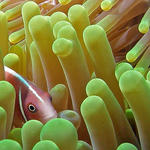 anemonefish1SM