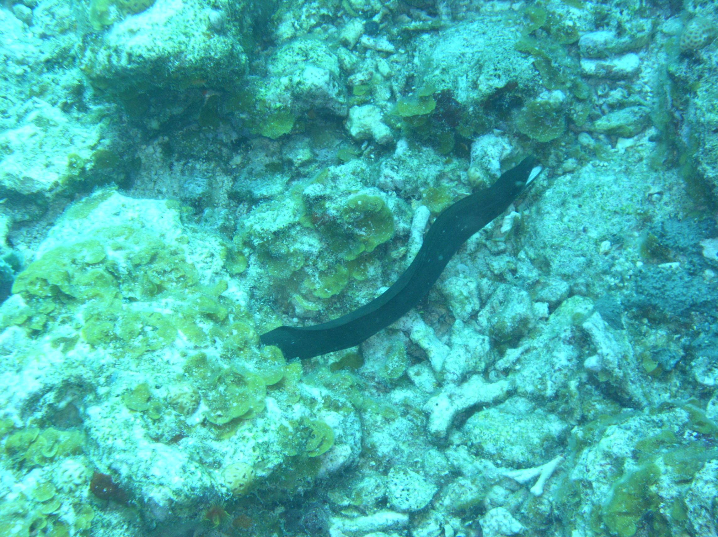 Moray Eel