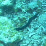 Moray Eel