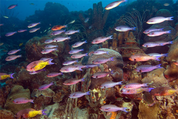 Bonaire_08_D-1_082_edited-1