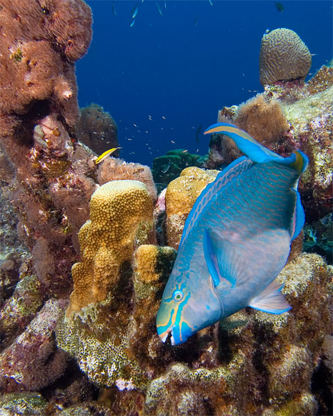 Bonaire_2008_D-2_310_edited