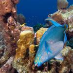 Bonaire_2008_D-2_310_edited