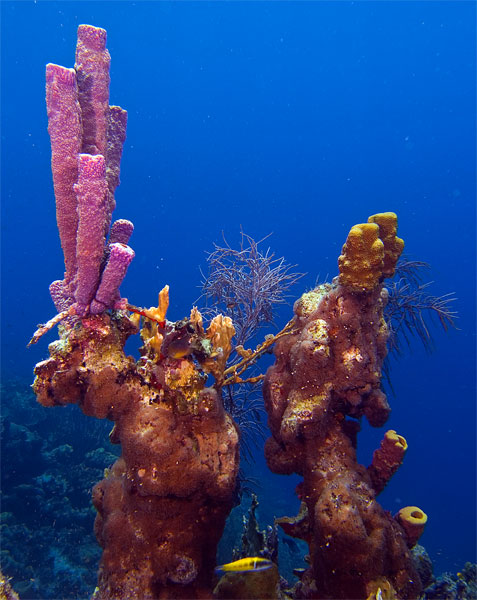 Bonaire_2008_D-2_320_edited