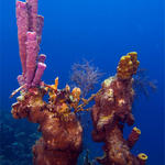 Bonaire_2008_D-2_320_edited