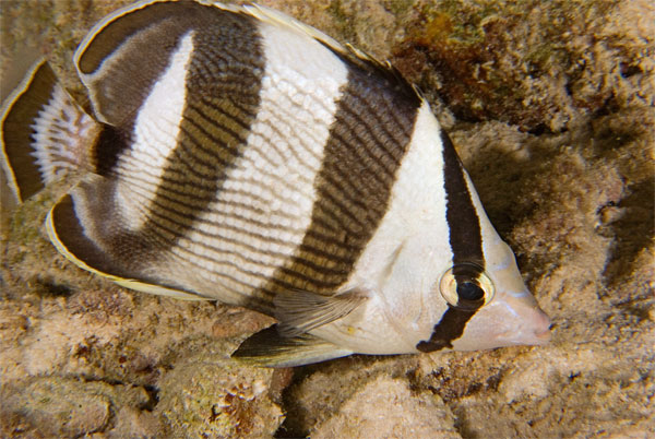 Bonaire_2008_D-2_324_edited