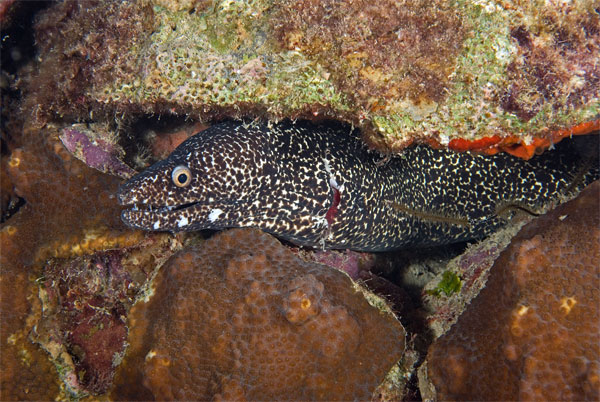 Bonaire_2008_D-2_339_edited