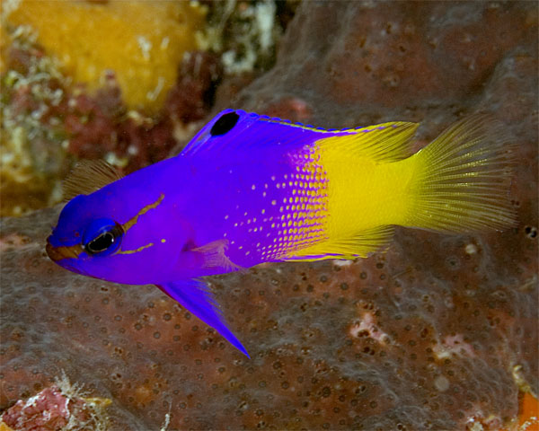 Bonaire_2008_D-3_021_detail