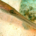 Bonaire_2008_D-3_260_edited