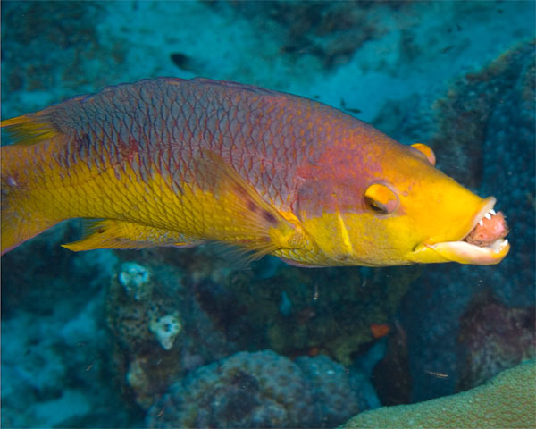 Bonaire_2008_D-5_031_edited