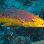 Bonaire_2008_D-5_031_edited