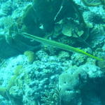 Trumpetfish #1