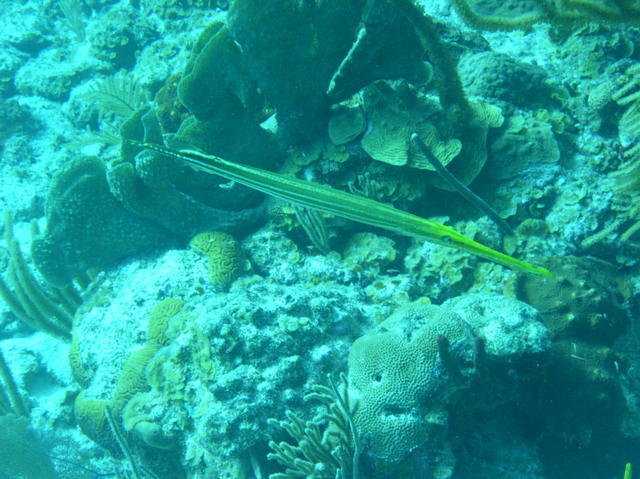 Trumpetfish #1