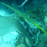 Trumpetfish #2