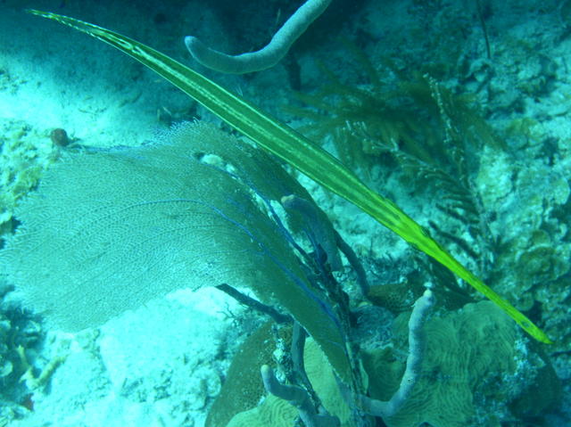 Trumpetfish #2