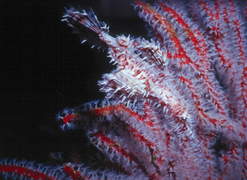 GhostPipefish