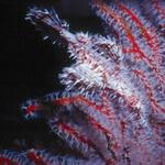 GhostPipefish