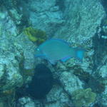 Bluefish #2