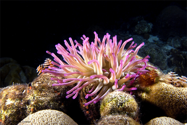 Bonaire_2008_D-4_382_edited