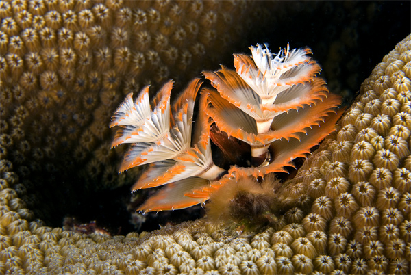 Bonaire_2008_D-5_065_edited