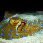 BlueSpottedStingray