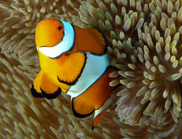 ClownFish