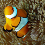 ClownFish