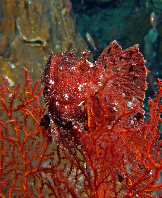 leafscorpionfish