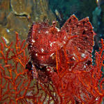 leafscorpionfish