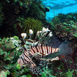 LionFish