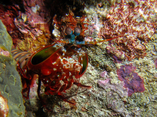 MantisShrimpWakatobi