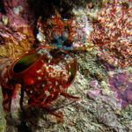 MantisShrimpWakatobi