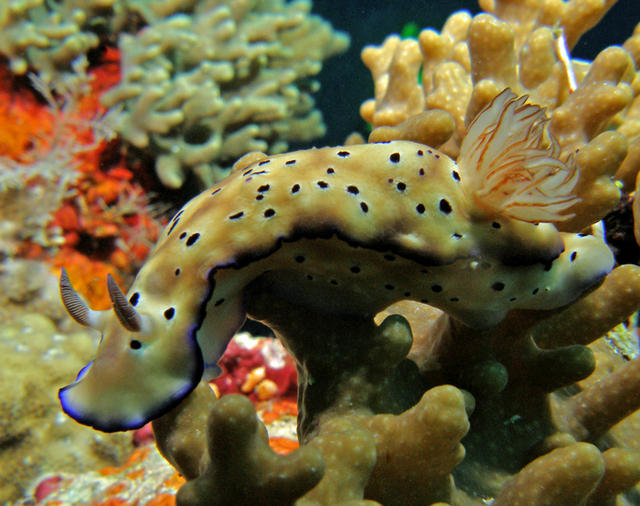 Nudi