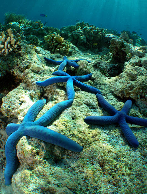 SeaStars