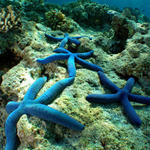 SeaStars