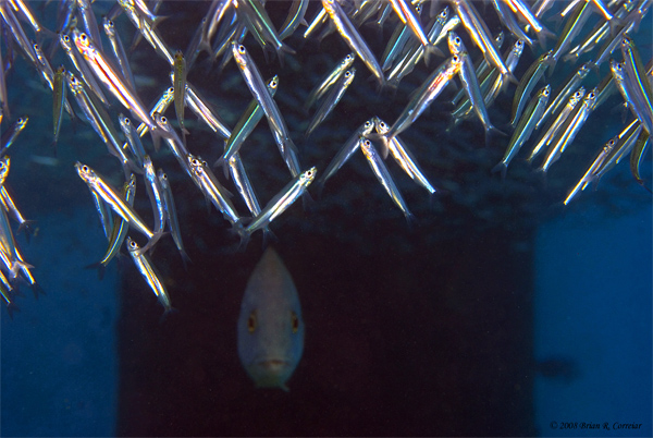 Bonaire_2008_D-5_002_edited