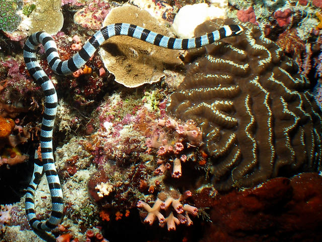 seasnake1_edited-1