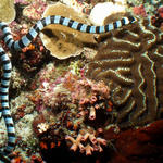 seasnake1_edited-1