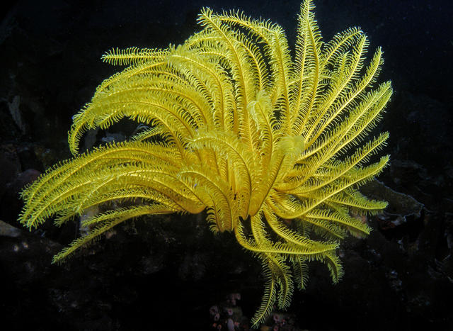 yellowcrinoidSM